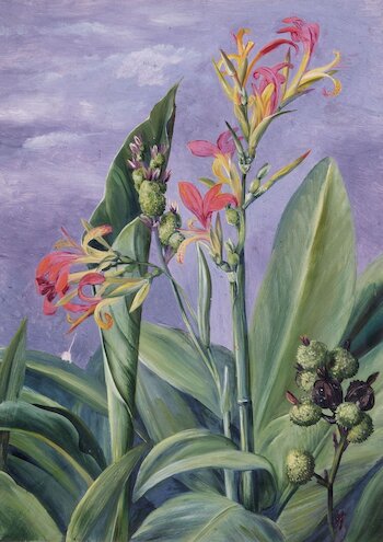 Marianne North: Canna indica © Royal Botanical Gardens